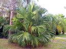 Livistona Chinensis